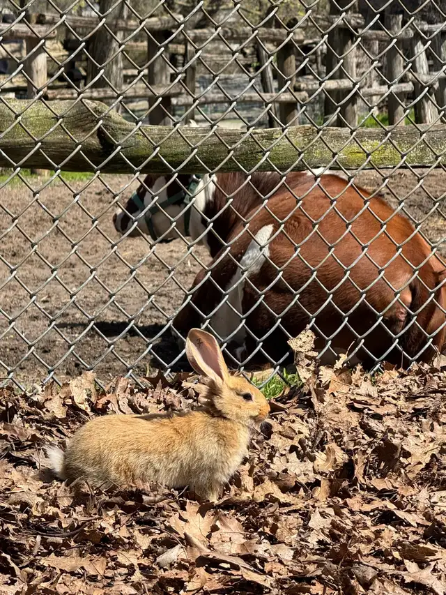 Flemish Giants - Photo 8