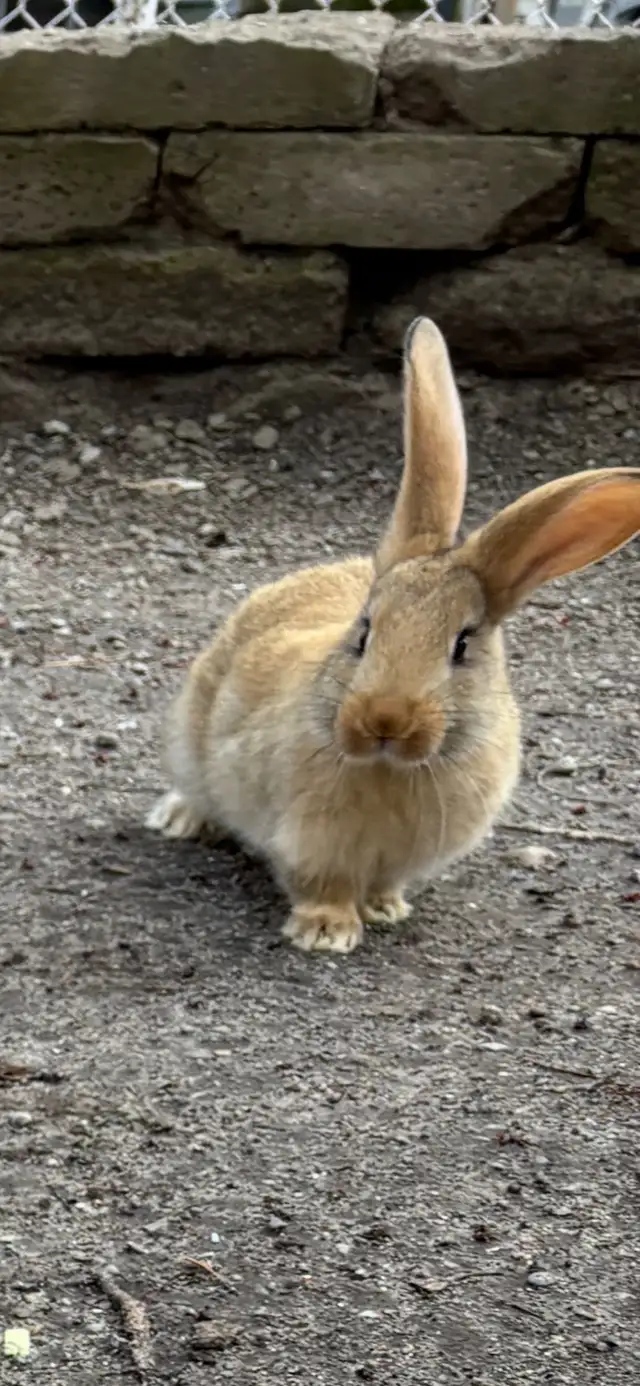 Flemish Giants - Photo 9