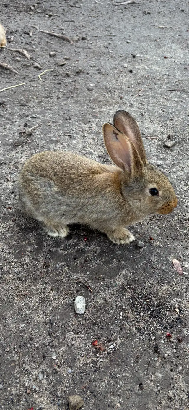 Flemish Giants - Photo 10