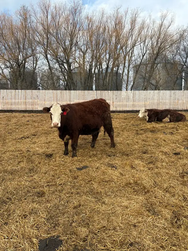 bred cow/heifers