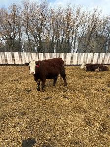 bred cow/heifers