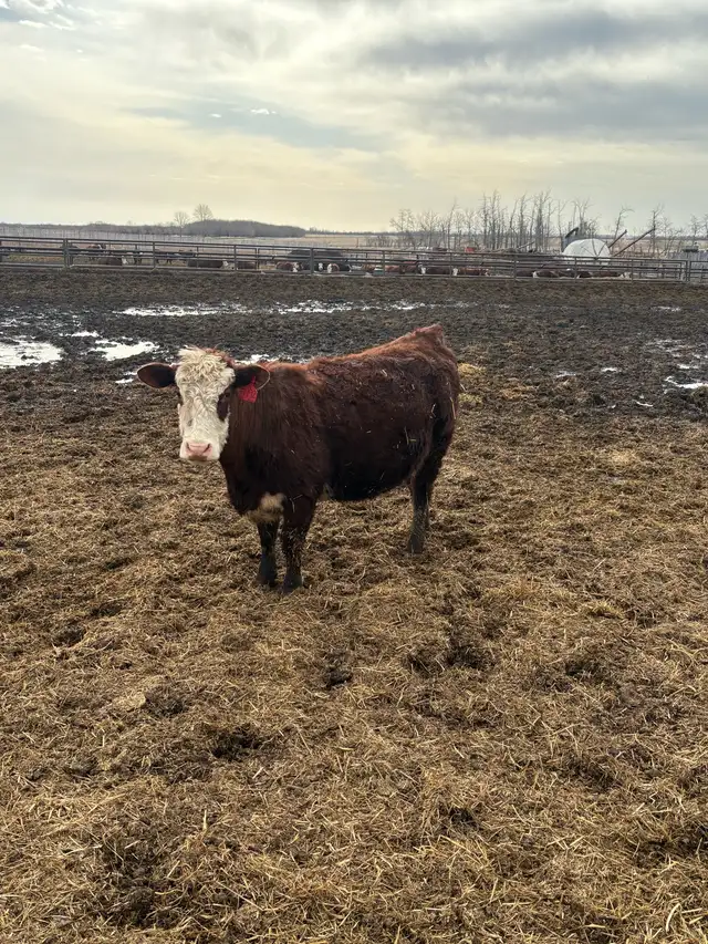 bred cow/heifers - Photo 2