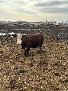 bred cow/heifers - Photo 2