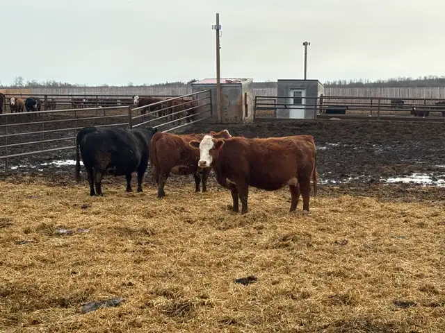 bred cow/heifers - Photo 3