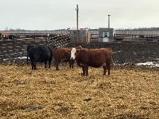 bred cow/heifers - Photo 3