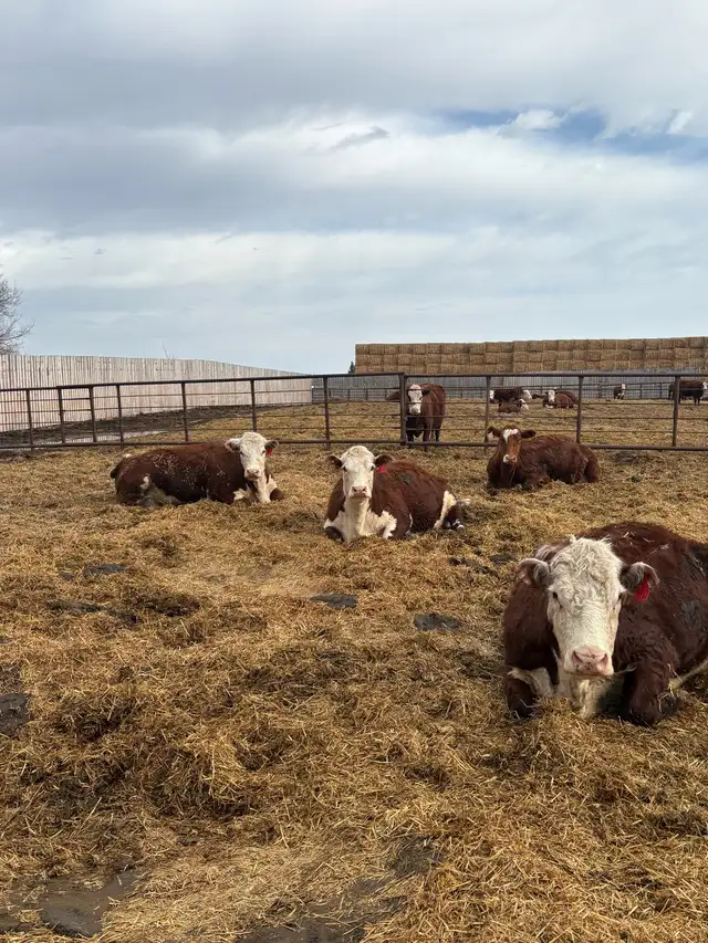 bred cow/heifers - Photo 4