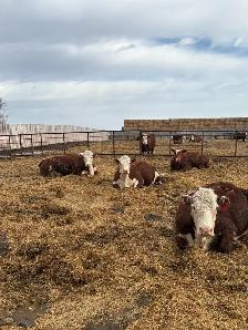 bred cow/heifers - Photo 4