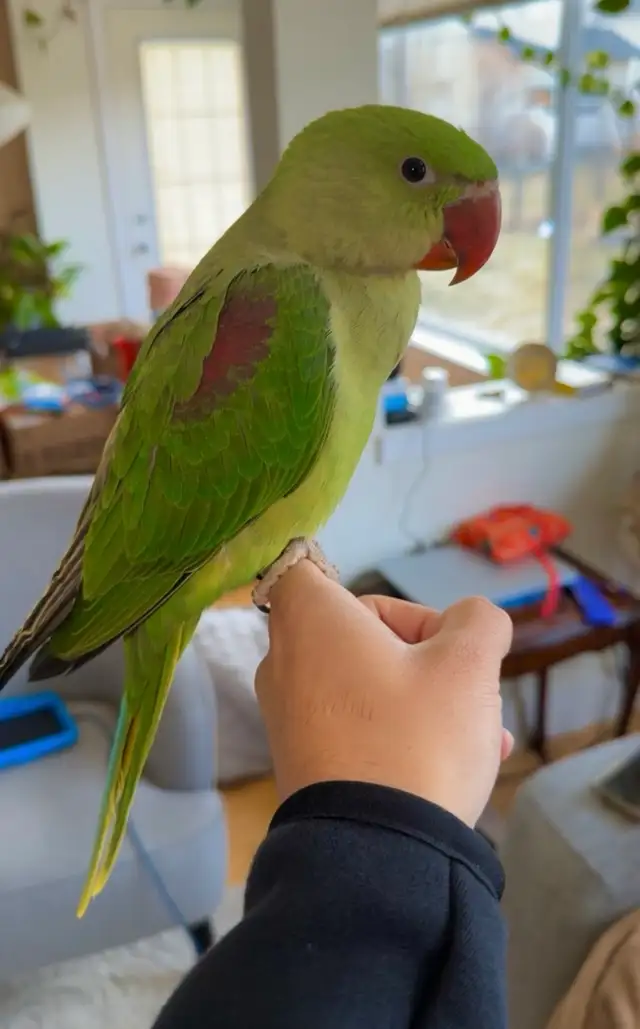 3 month old male Alexandrian parrot EXTREMLY TAMED