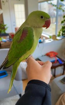 3 month old male Alexandrian parrot EXTREMLY TAMED