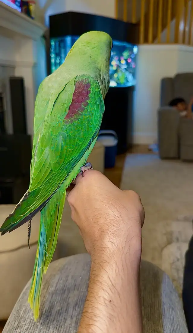 3 month old male Alexandrian parrot EXTREMLY TAMED - Photo 2