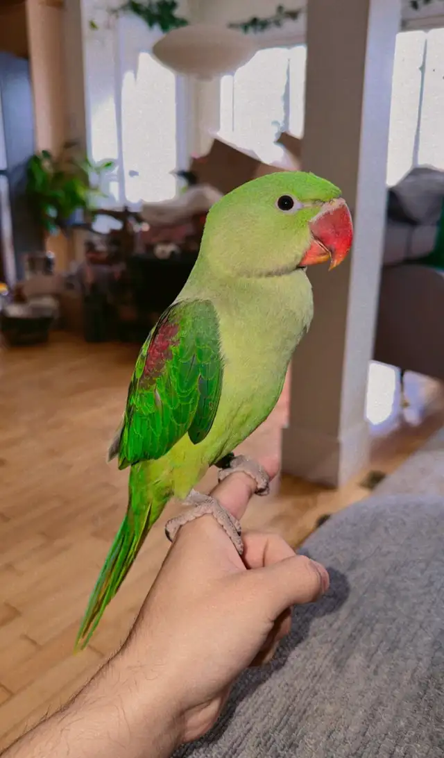 3 month old male Alexandrian parrot EXTREMLY TAMED - Photo 3