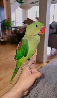 3 month old male Alexandrian parrot EXTREMLY TAMED - Photo 3