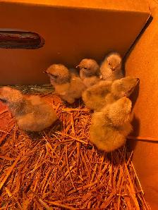 lavender Orpington chicks