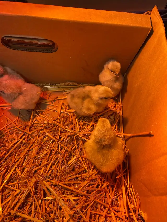 lavender Orpington chicks - Photo 4