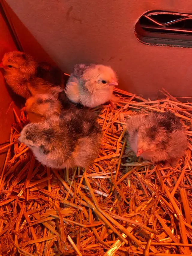 standard Brahma chicks