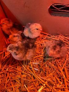 standard Brahma chicks