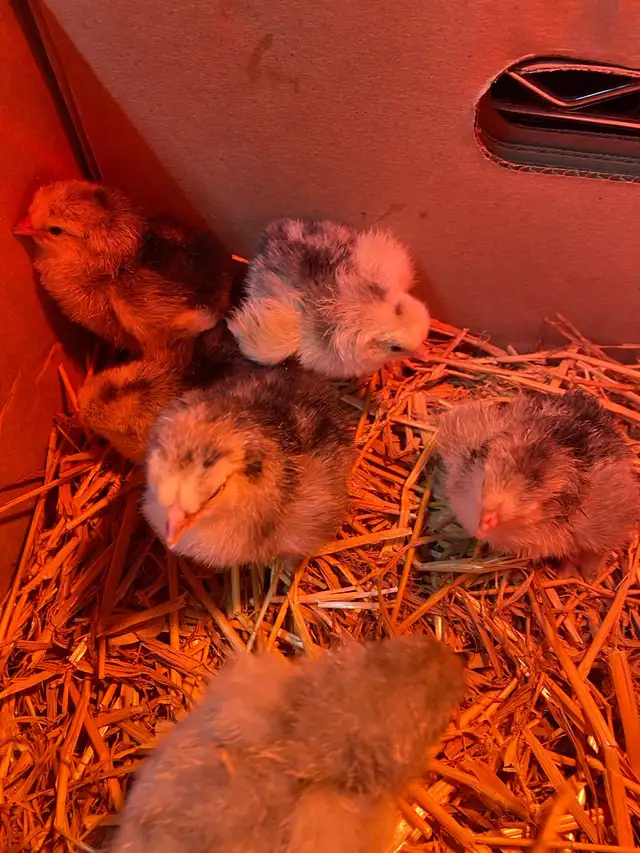 standard Brahma chicks - Photo 3