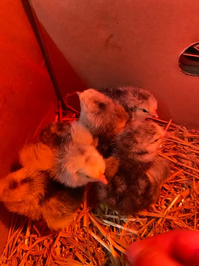 standard Brahma chicks - Photo 5