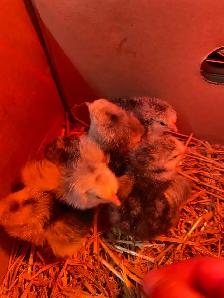 standard Brahma chicks - Photo 5