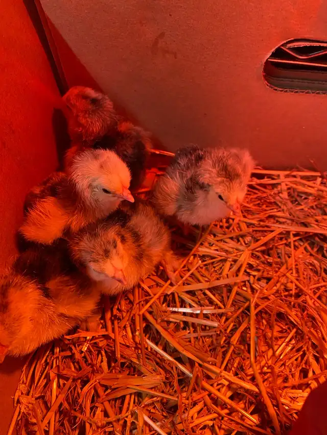 standard Brahma chicks - Photo 6