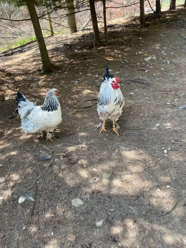 standard Brahma chicks - Photo 7