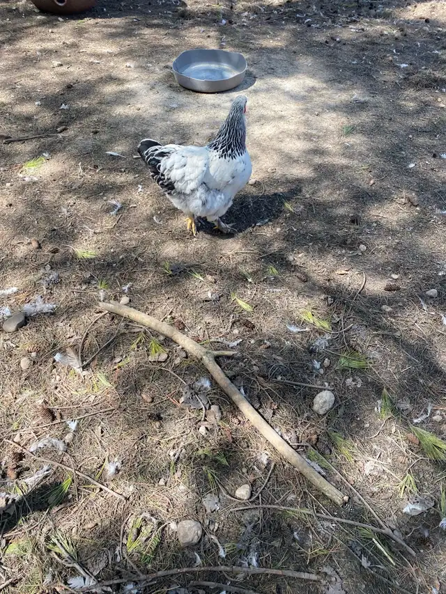 standard Brahma chicks - Photo 10