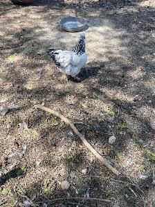 standard Brahma chicks - Photo 10
