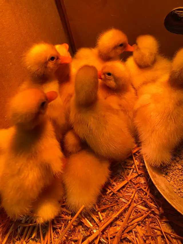 Pekin ducklings