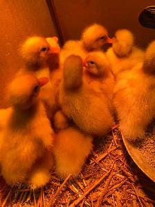 Pekin ducklings