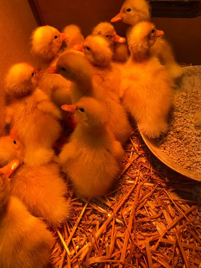 Pekin ducklings - Photo 2