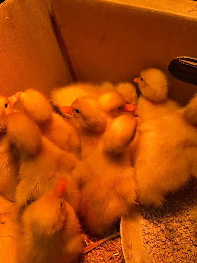 Pekin ducklings - Photo 3