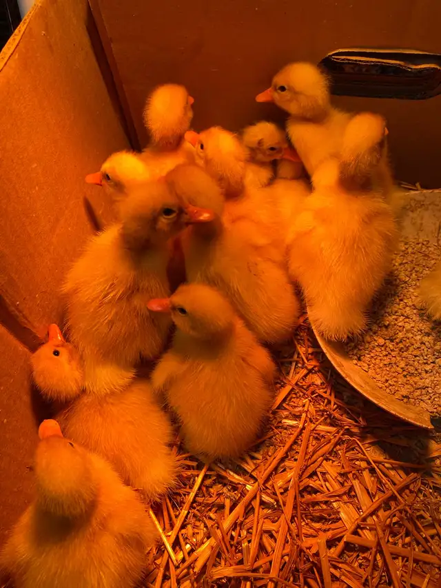 Pekin ducklings - Photo 4