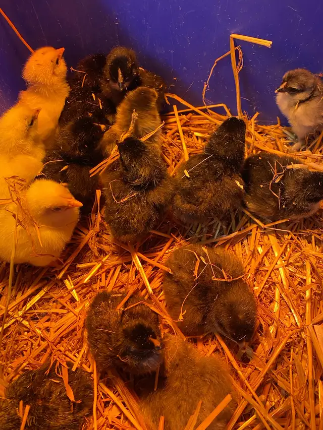 barnyard mix chicks