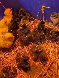 barnyard mix chicks