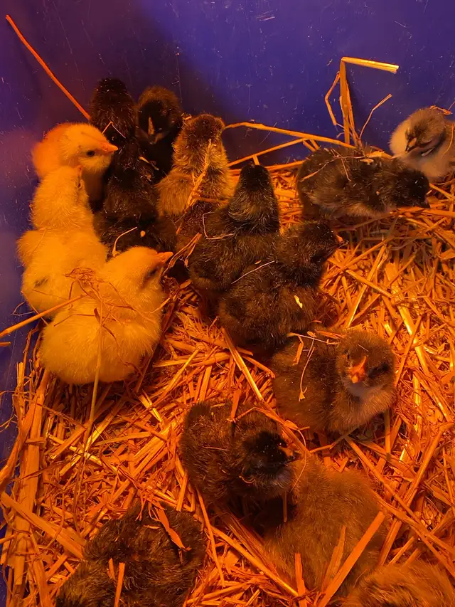barnyard mix chicks - Photo 2
