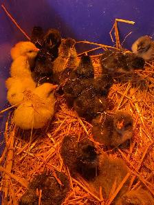 barnyard mix chicks - Photo 2