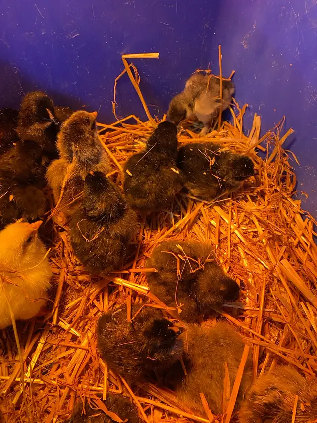 barnyard mix chicks - Photo 3