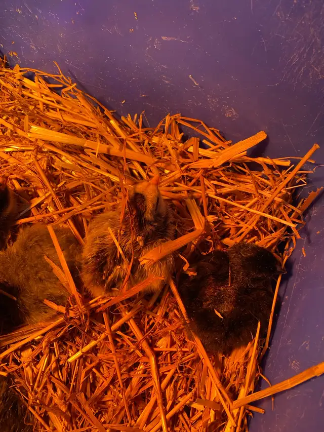 barnyard mix chicks - Photo 4