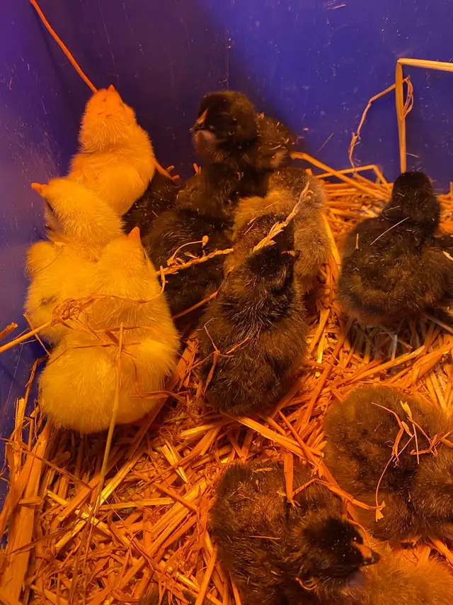barnyard mix chicks - Photo 5