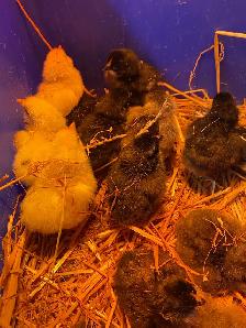 barnyard mix chicks - Photo 5