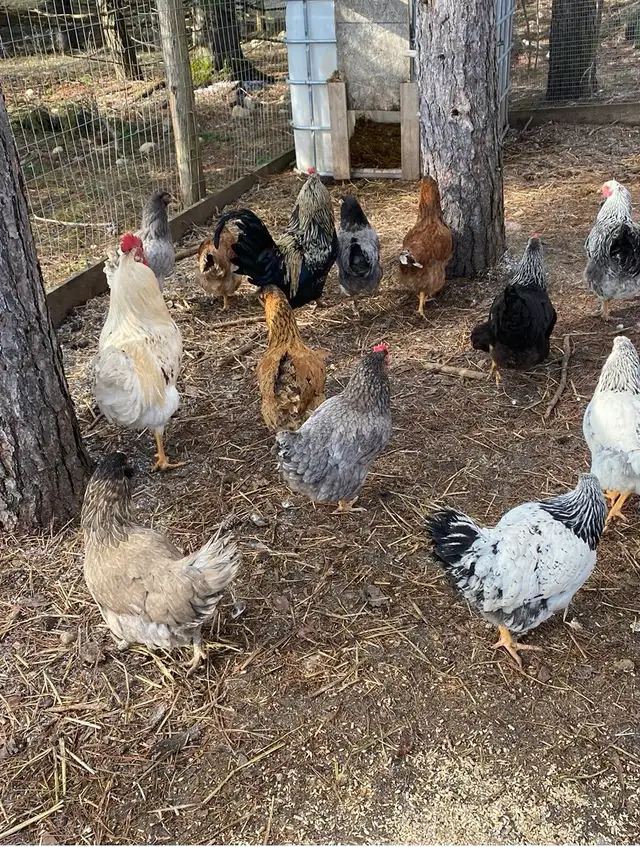 barnyard mix chicks - Photo 6