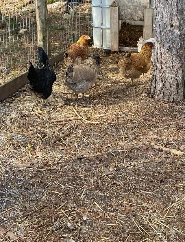 barnyard mix chicks - Photo 8