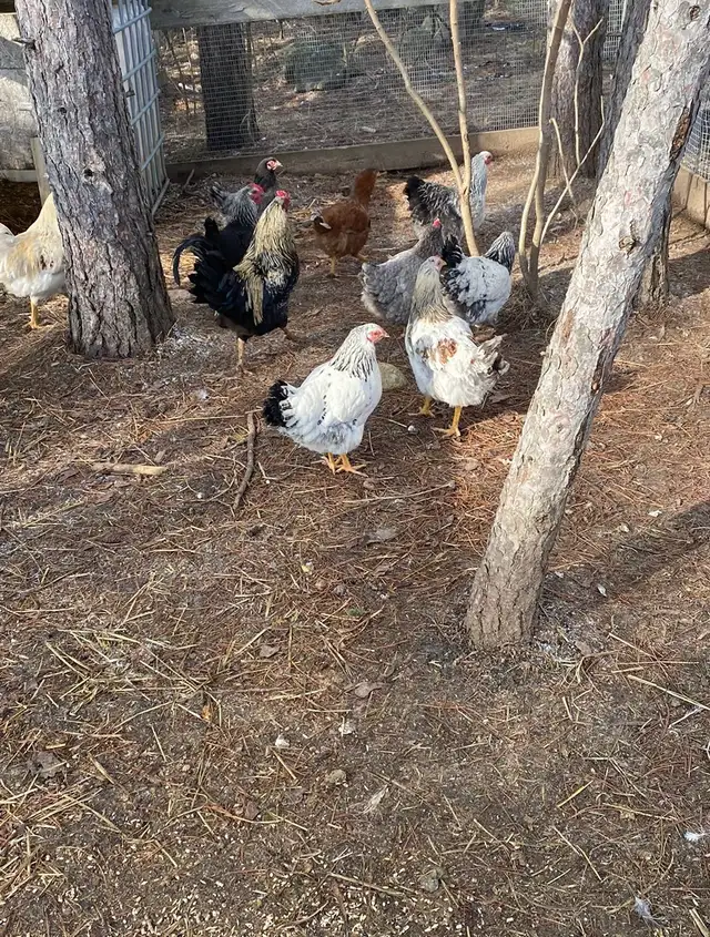 barnyard mix chicks - Photo 9