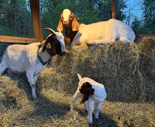 Breeder Grade Boer Goat Pair   their 1 month old kids