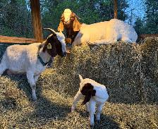 Breeder Grade Boer Goat Pair   their 1 month old kids