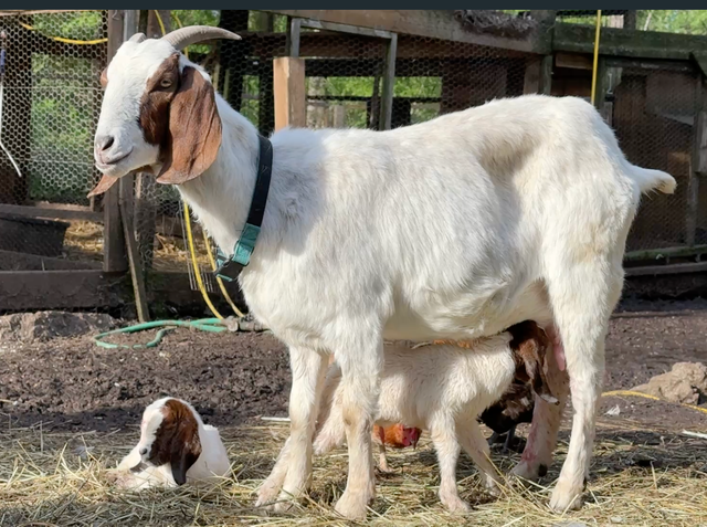 Breeder Grade Boer Goat Pair   their 1 month old kids - Photo 2