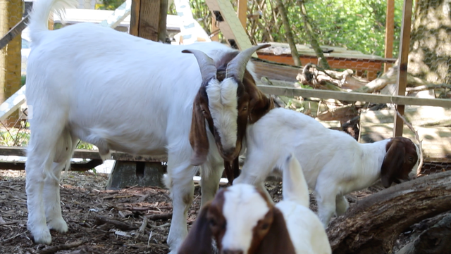 Breeder Grade Boer Goat Pair   their 1 month old kids - Photo 3