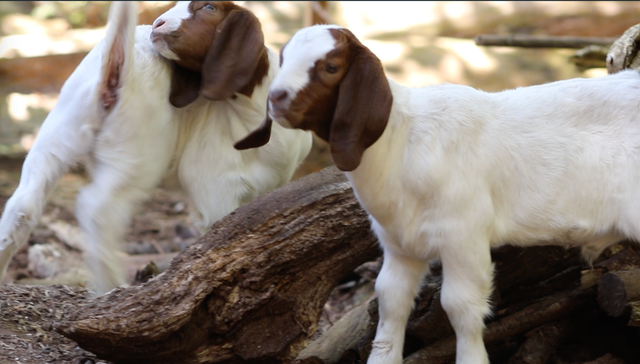Breeder Grade Boer Goat Pair   their 1 month old kids - Photo 4