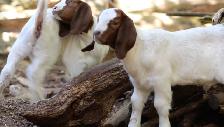 Breeder Grade Boer Goat Pair   their 1 month old kids - Photo 4