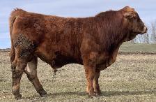 Gelbvieh Bulls For Sale - Pure Bred